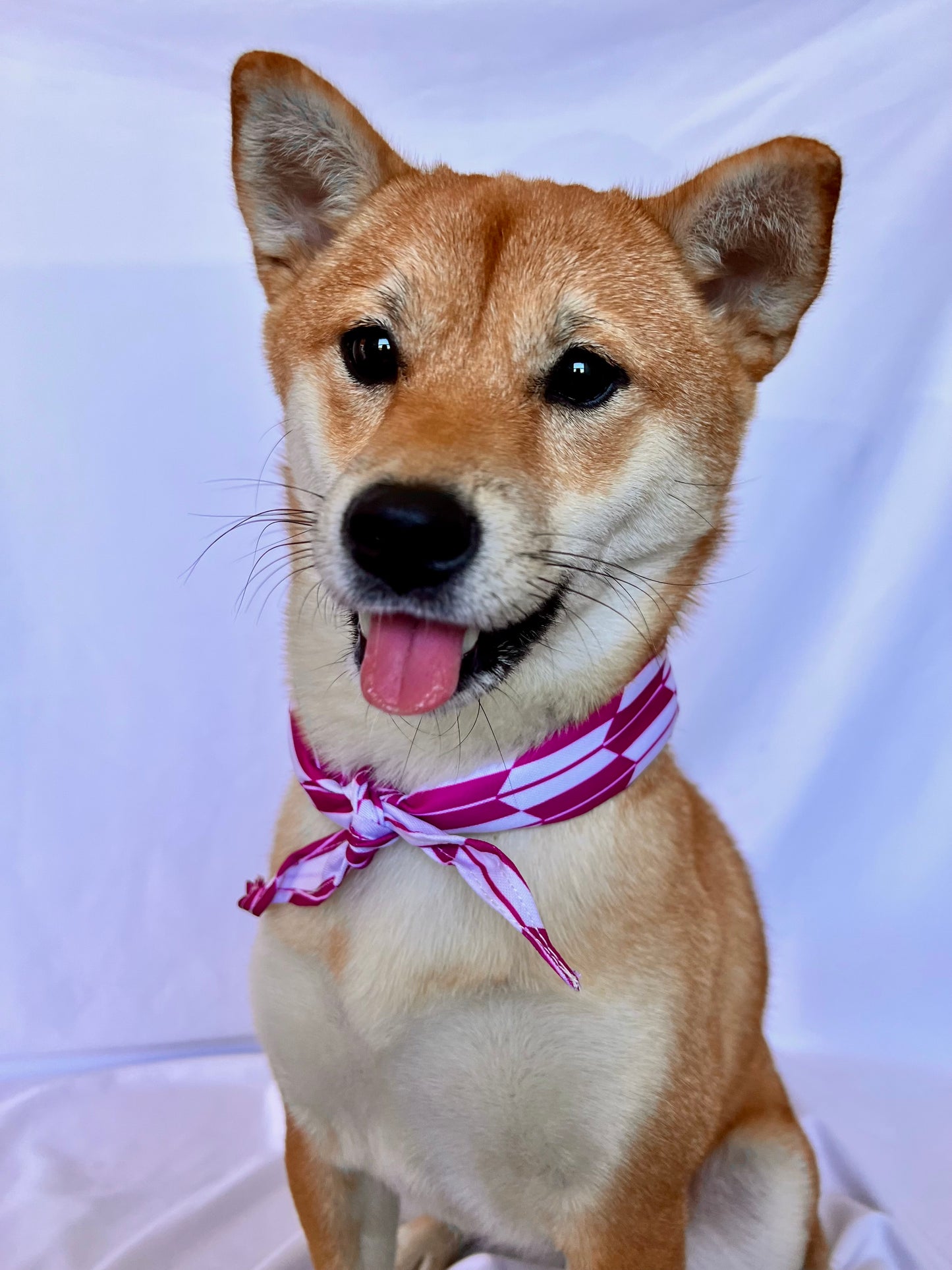 Cute Shiba Dog Scarf - Purple (Arrow Feathers)