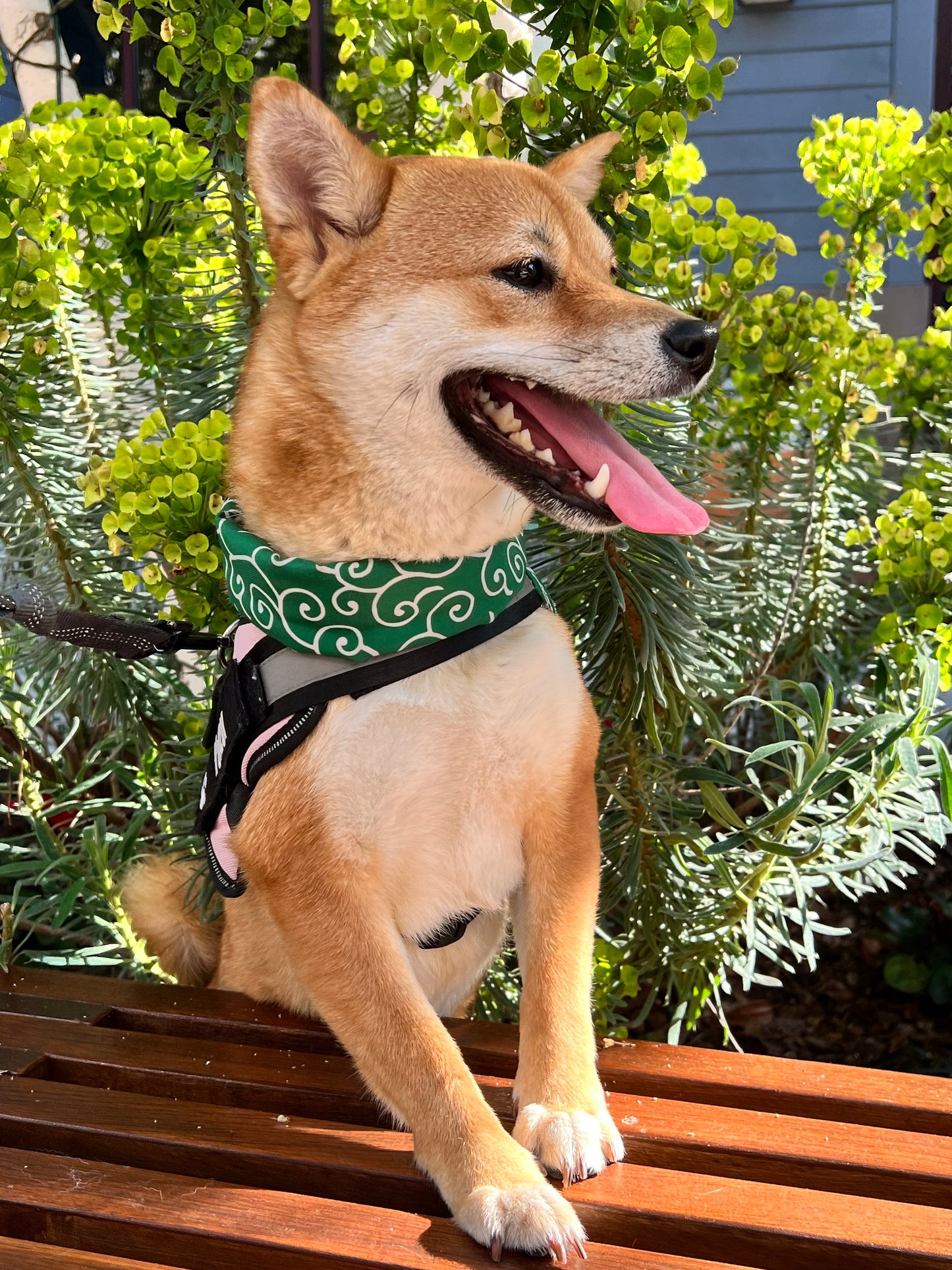 Cute Shiba Pet/Dog Scarf - Iconic Green - Karakusa