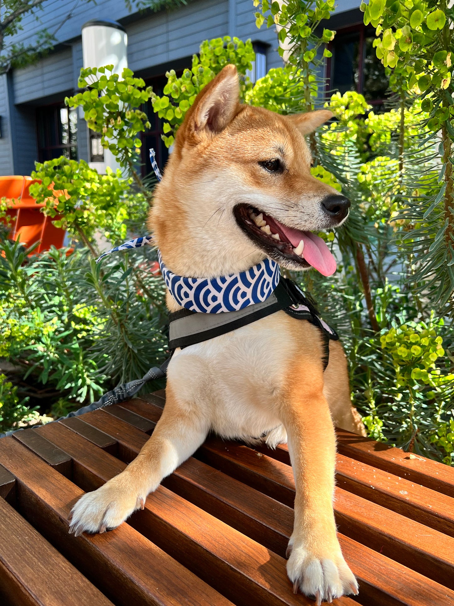 Cute Shiba Dog Scarf - Blue Ocean Waves