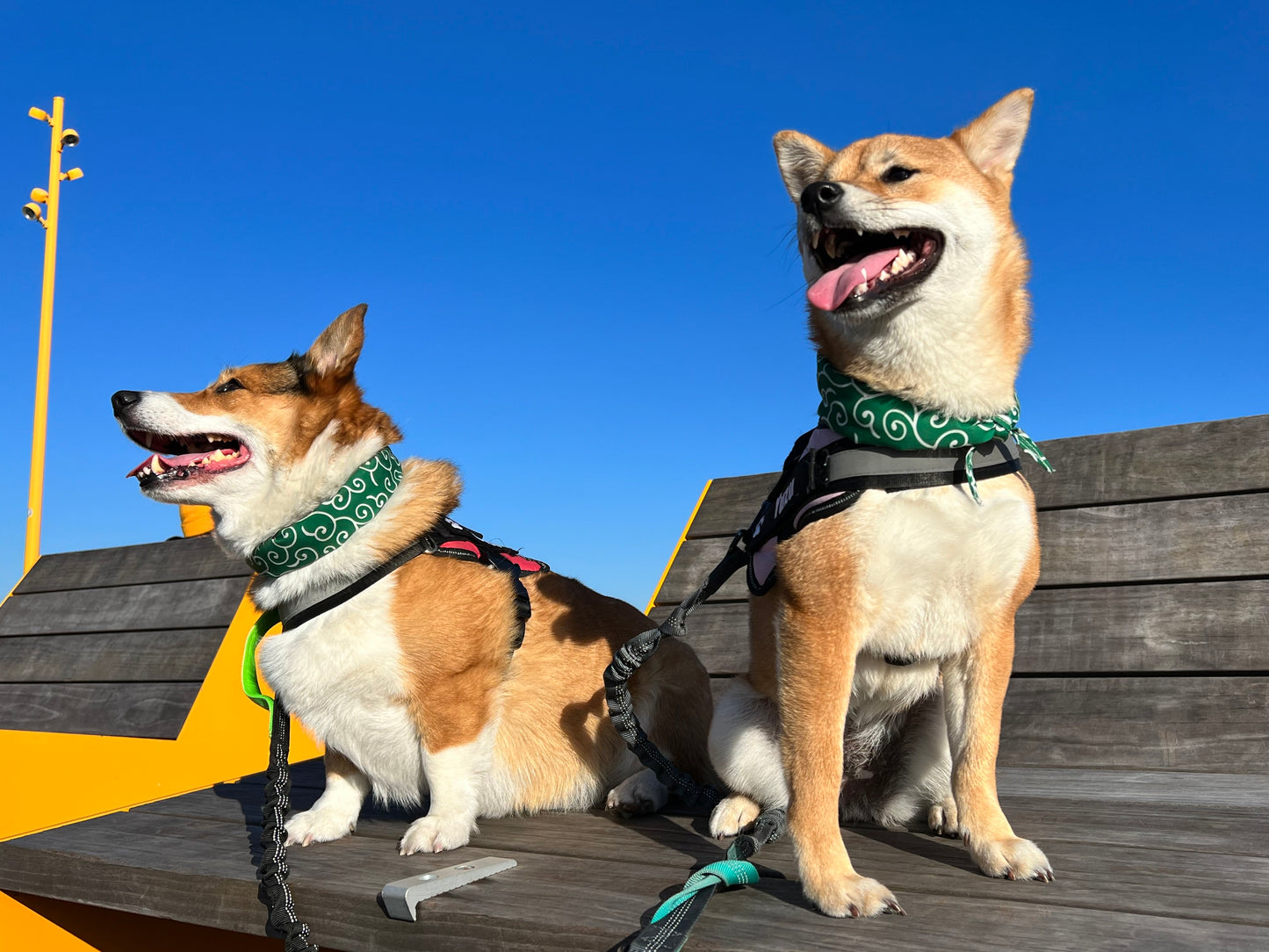 Cute Shiba Pet/Dog Scarf - Iconic Green - Karakusa