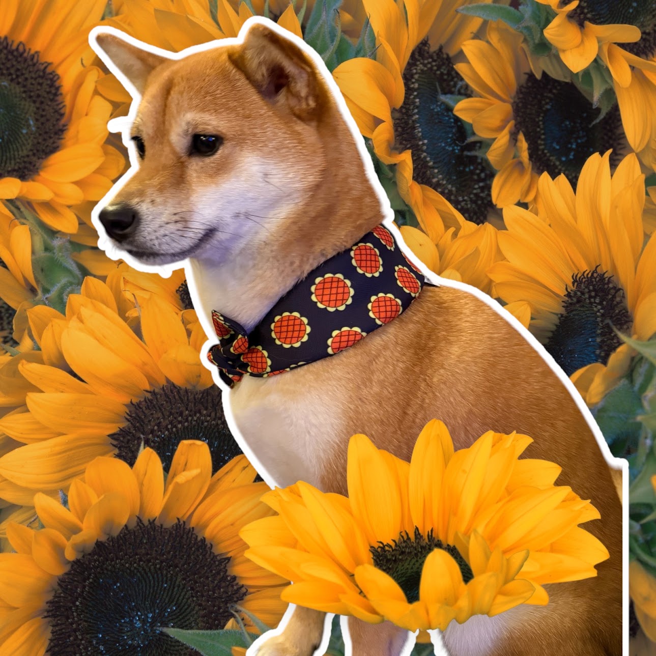 Anime Line - Sunflower Lucy
