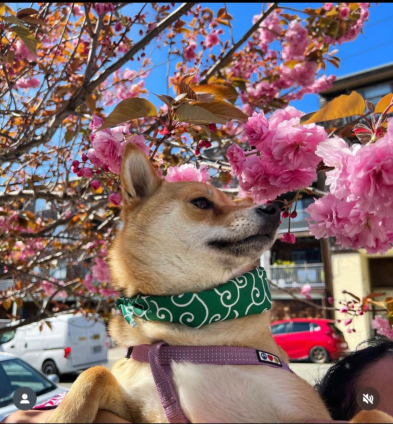Cute Shiba Pet/Dog Scarf - Iconic Green - Karakusa