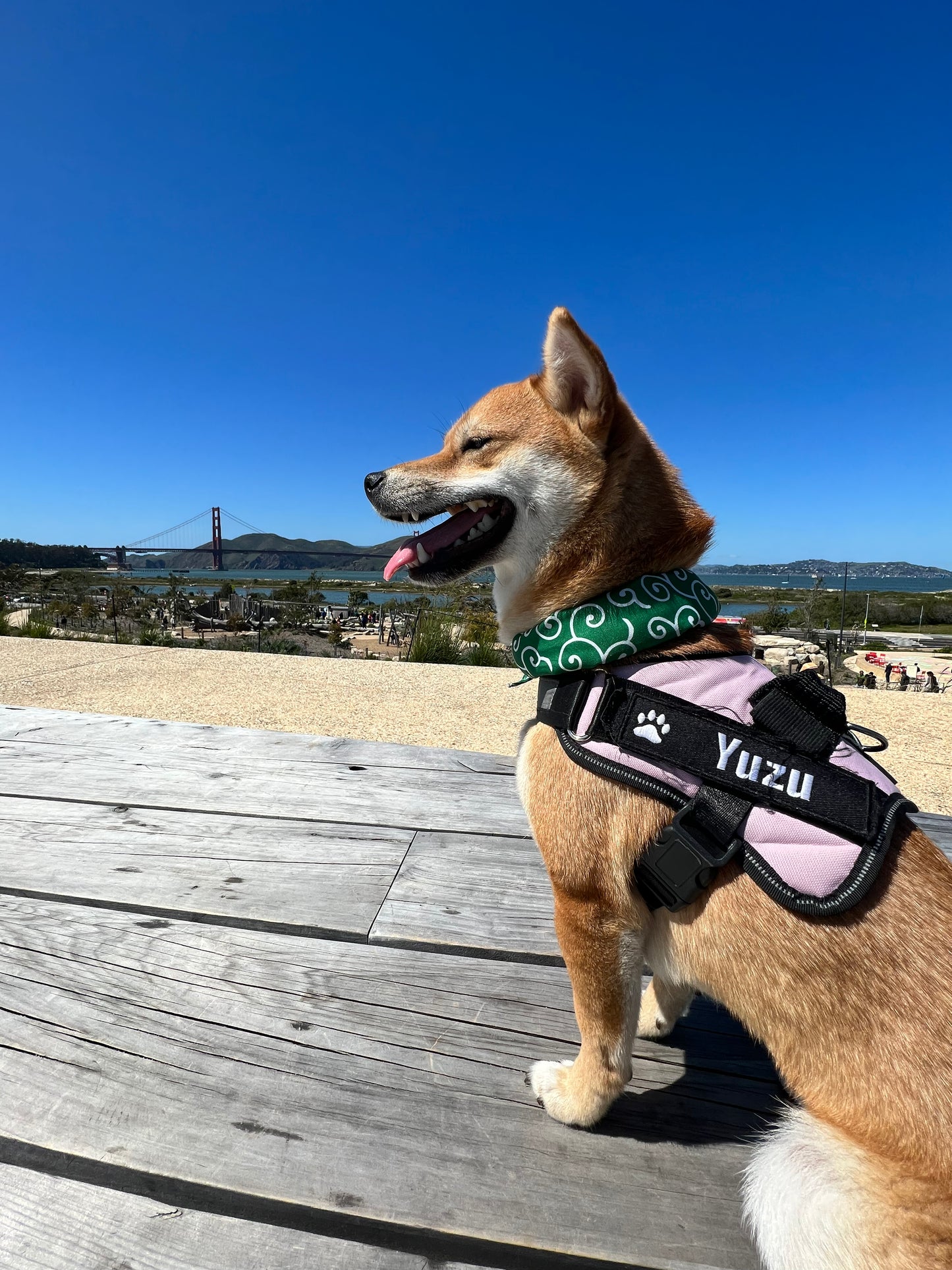 Cute Shiba Pet/Dog Scarf - Iconic Green - Karakusa