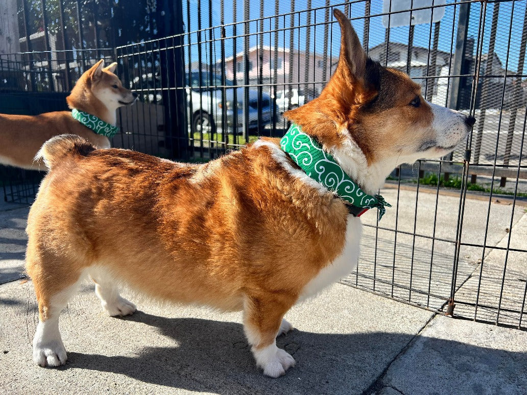Cute Shiba Pet/Dog Scarf - Iconic Green - Karakusa