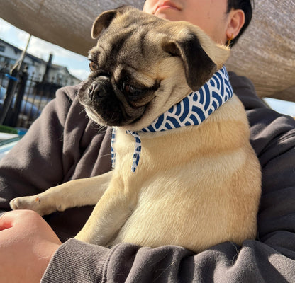 Cute Shiba Dog Scarf - Blue Ocean Waves