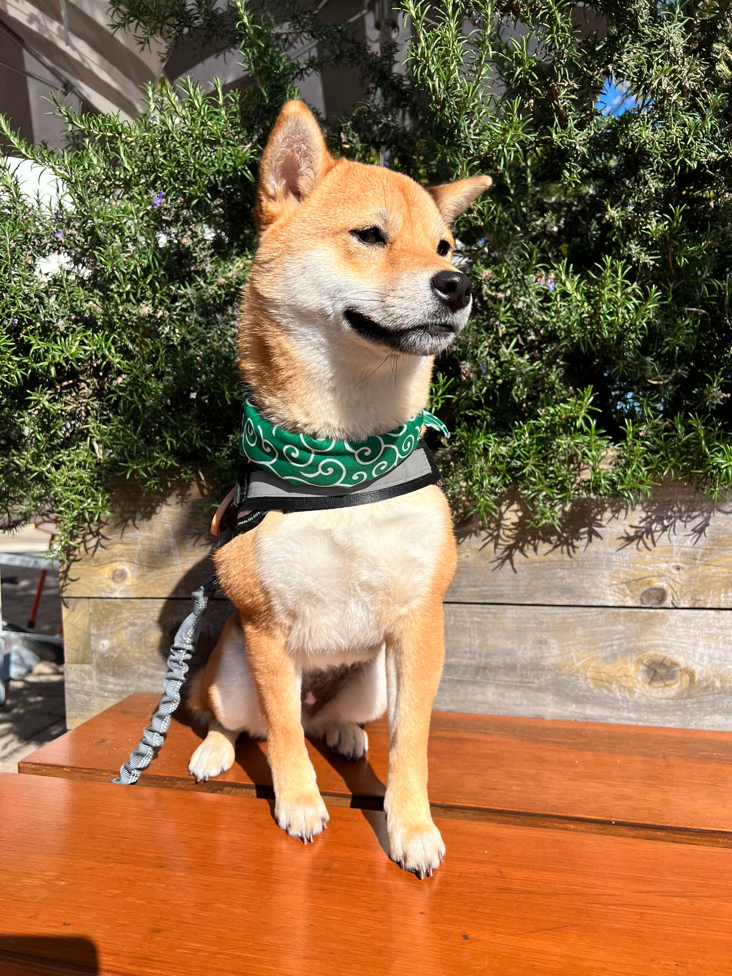 Cute Shiba Pet/Dog Scarf - Iconic Green - Karakusa