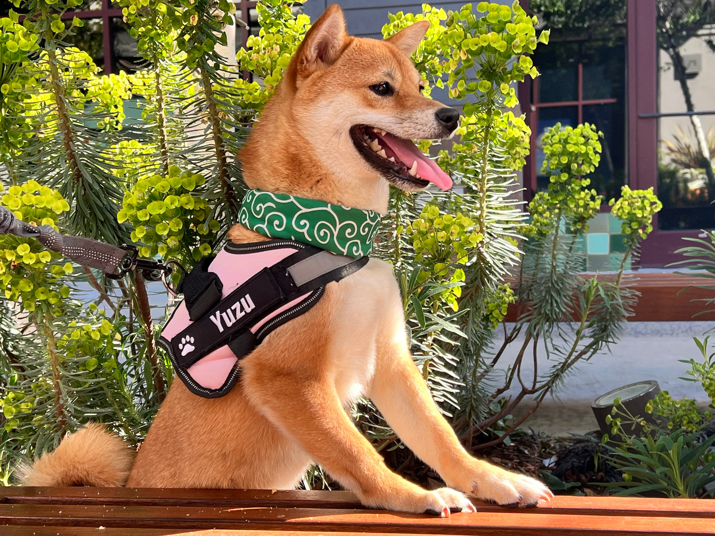Cute Shiba Pet/Dog Scarf - Iconic Green - Karakusa