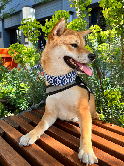 Cute Shiba Dog Scarf - Blue Ocean Waves