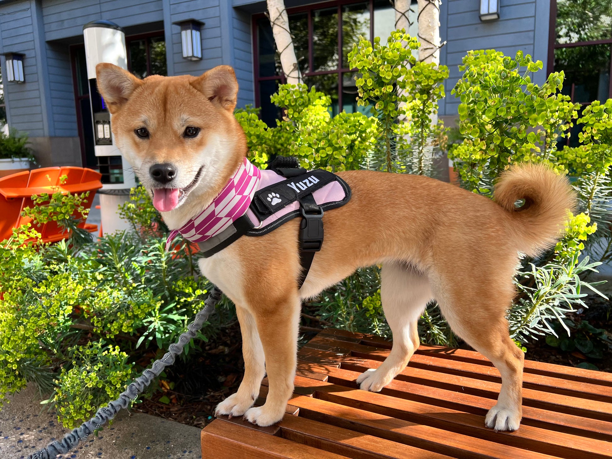 Julius k9 shiba - Main Image