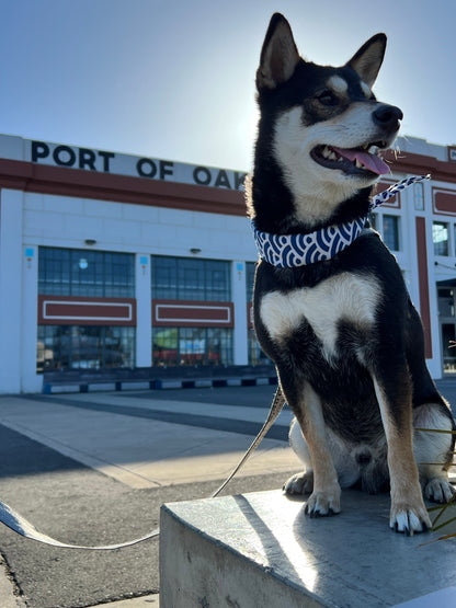 Cute Shiba Dog Scarf - Blue Ocean Waves